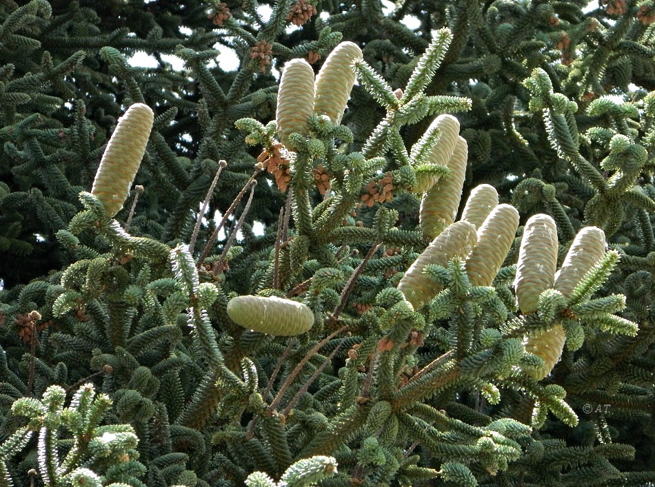 Image of Abies pinsapo specimen.