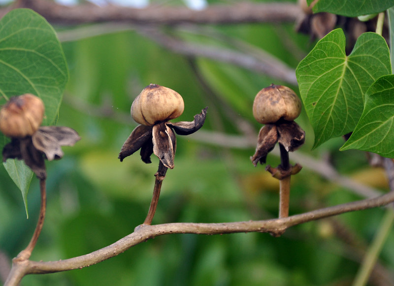 Image of Ipomoea violacea specimen.