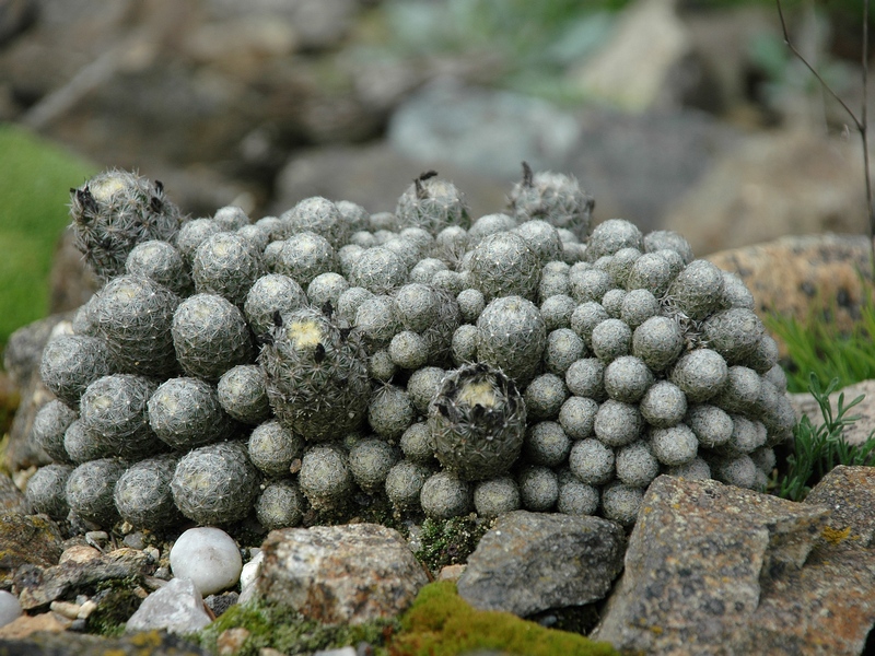 Image of Escobaria minima specimen.