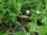 Moehringia lateriflora. Цветущие растения. Иркутск, газон. 07.06.2014.