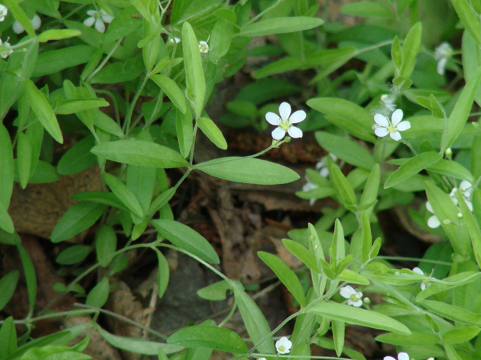 Image of Moehringia lateriflora specimen.