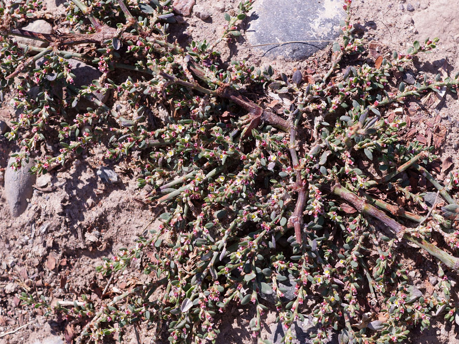 Image of Polygonum aviculare specimen.