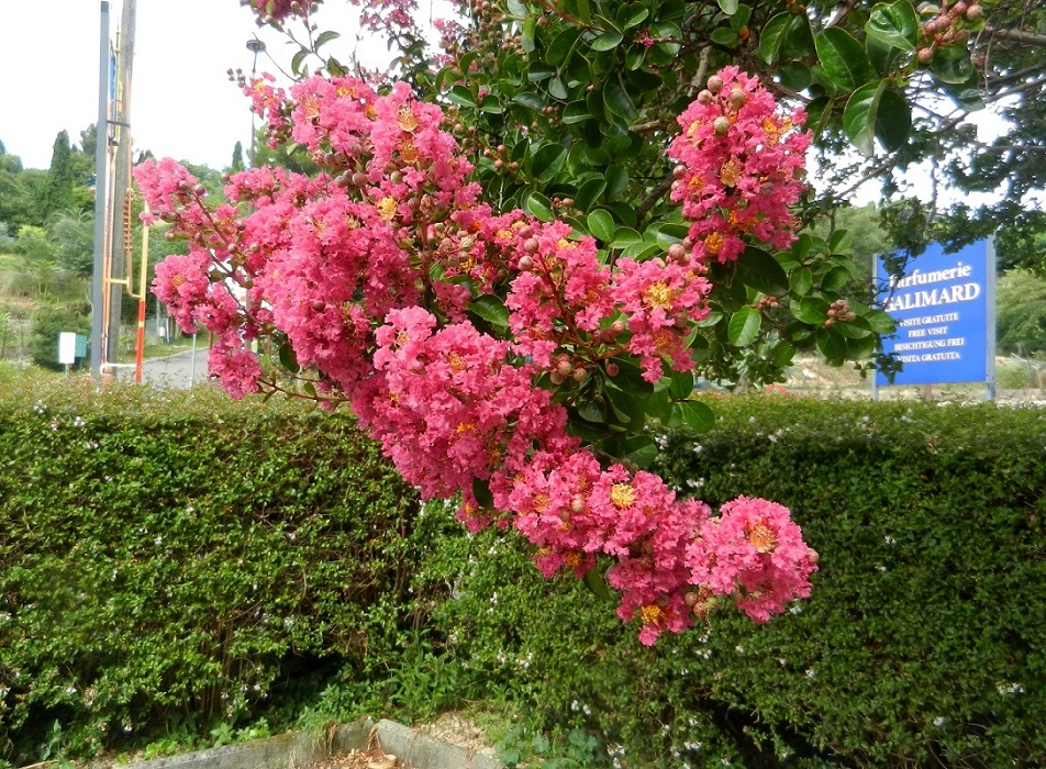 Image of Lagerstroemia indica specimen.