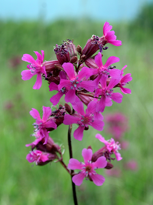 Изображение особи Viscaria vulgaris.