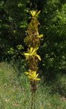 Asphodeline lutea