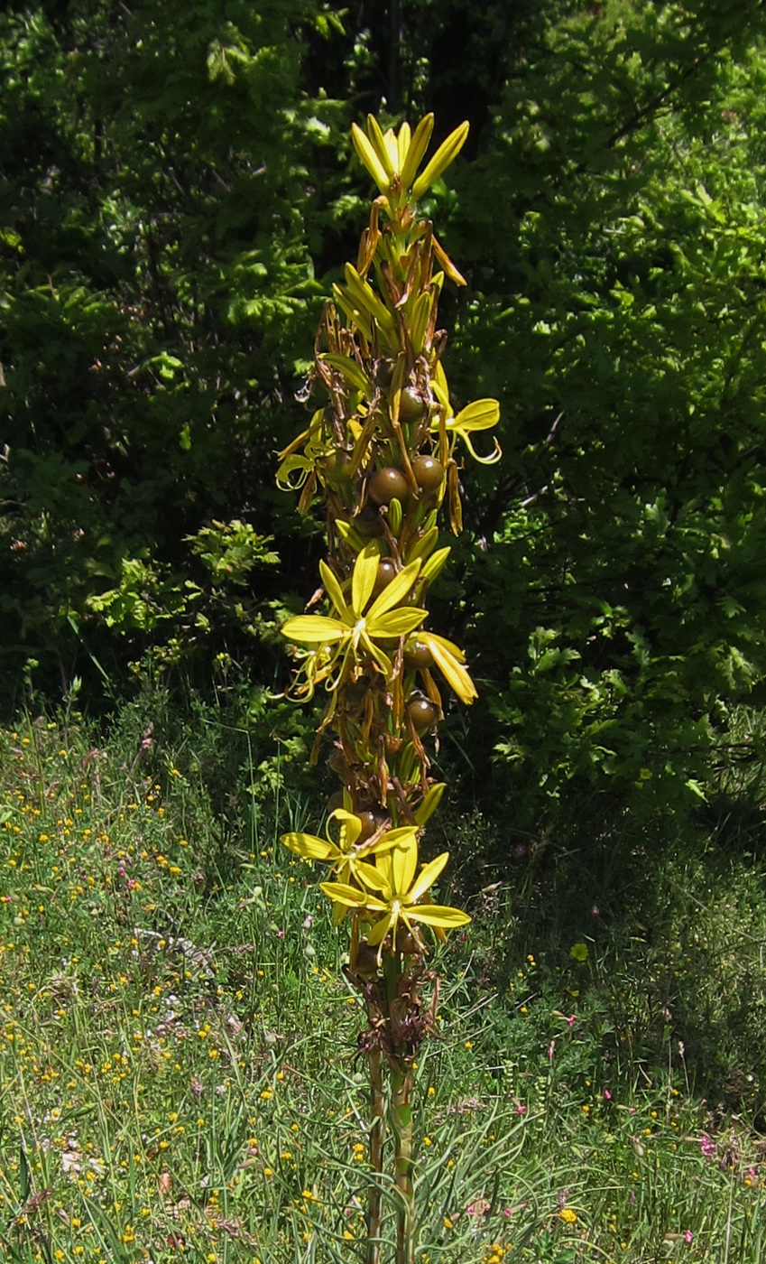 Image of Asphodeline lutea specimen.