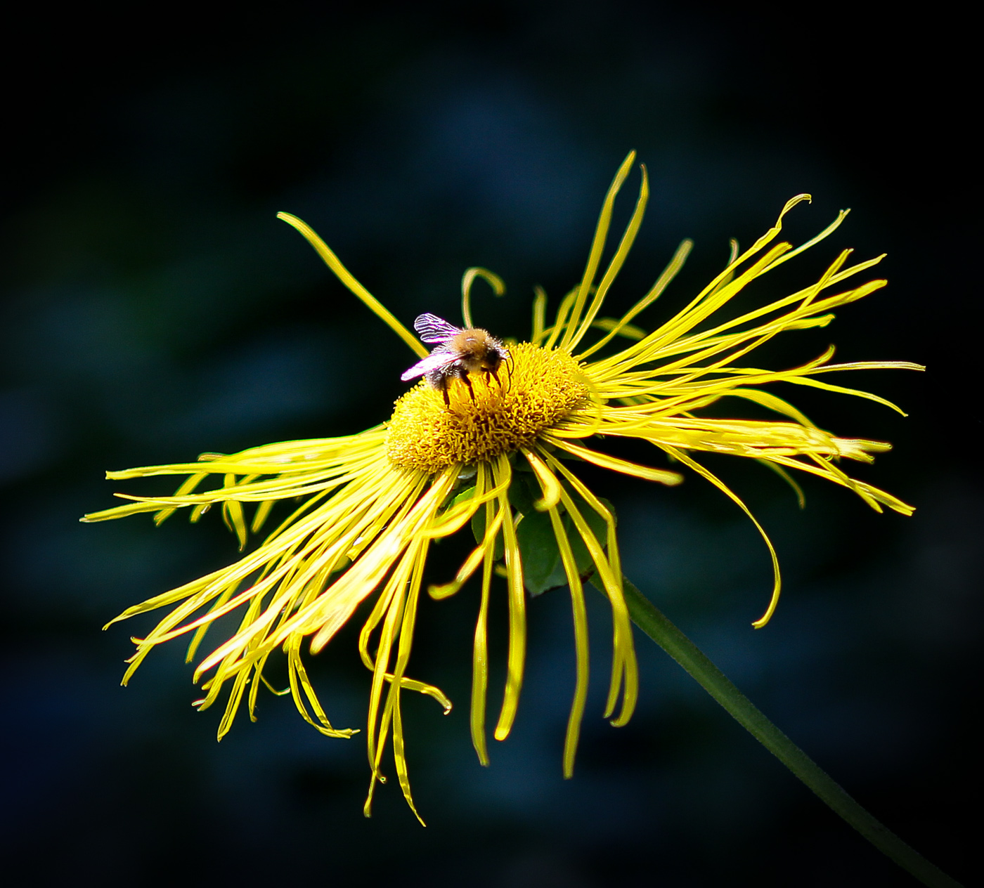 Изображение особи Telekia speciosa.