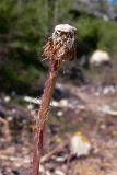 Tussilago farfara