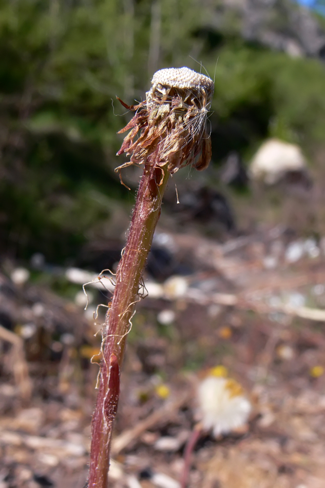 Изображение особи Tussilago farfara.