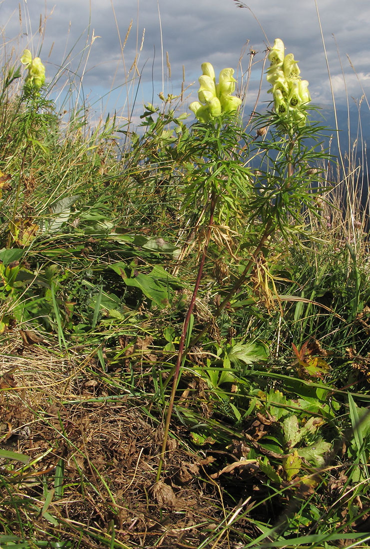 Image of Aconitum confertiflorum specimen.