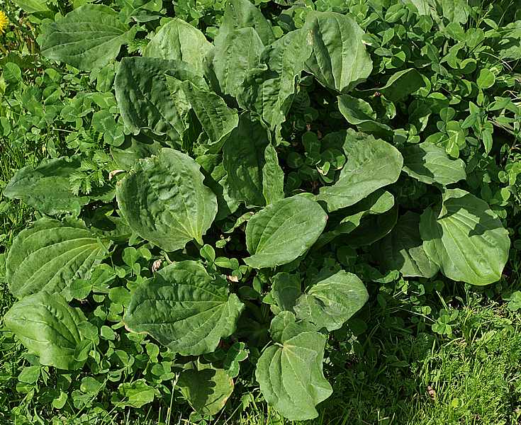 Изображение особи Plantago major.