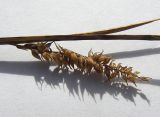 Carex subspecies dichroa