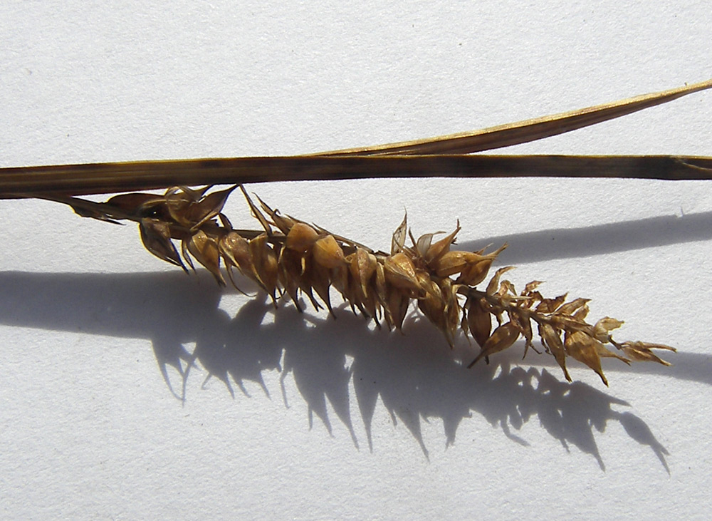 Изображение особи Carex pamirica ssp. dichroa.