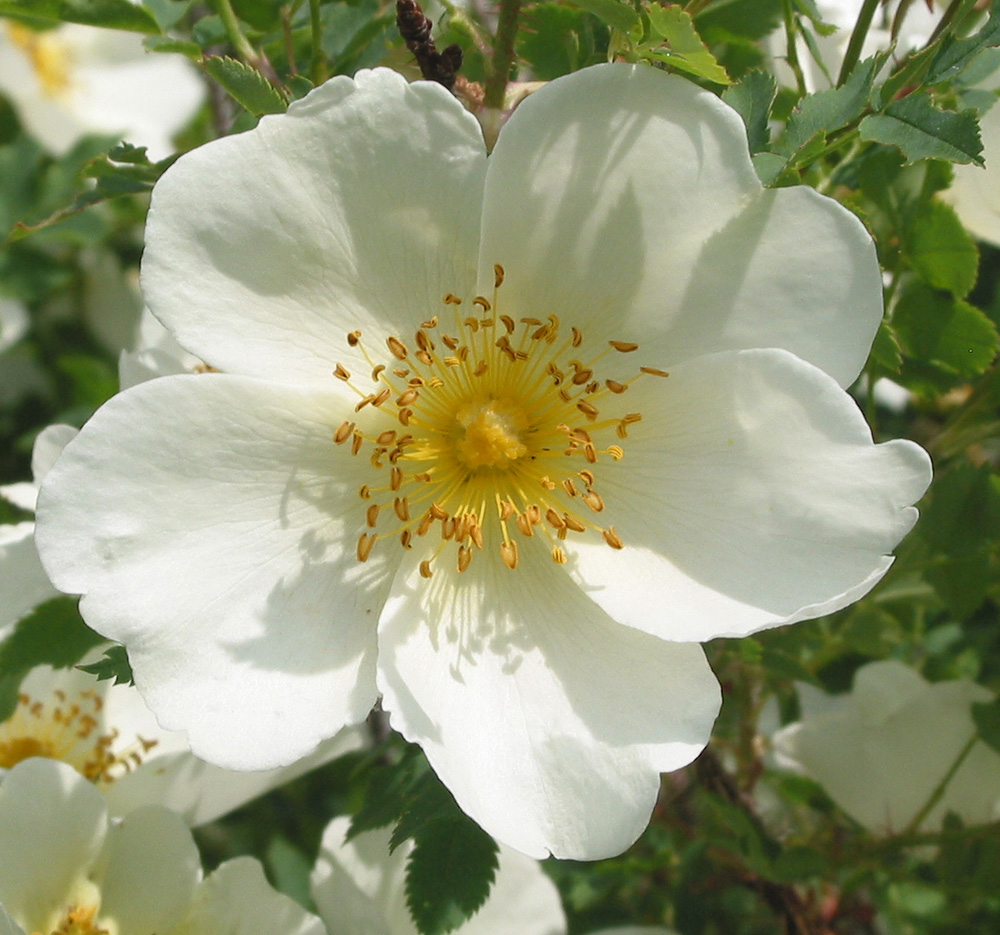 Image of Rosa spinosissima specimen.