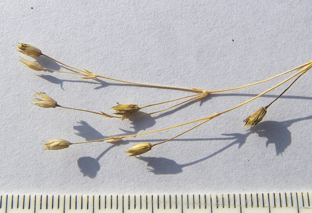 Image of Minuartia biebersteinii specimen.