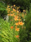 Hemerocallis fulva