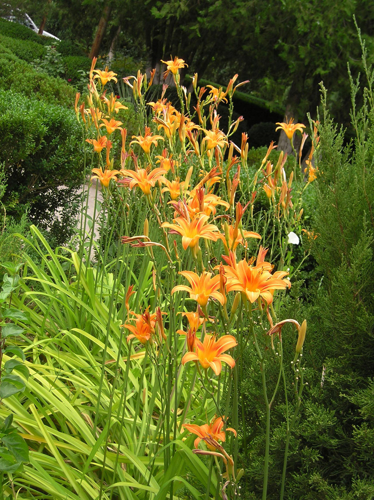 Изображение особи Hemerocallis fulva.