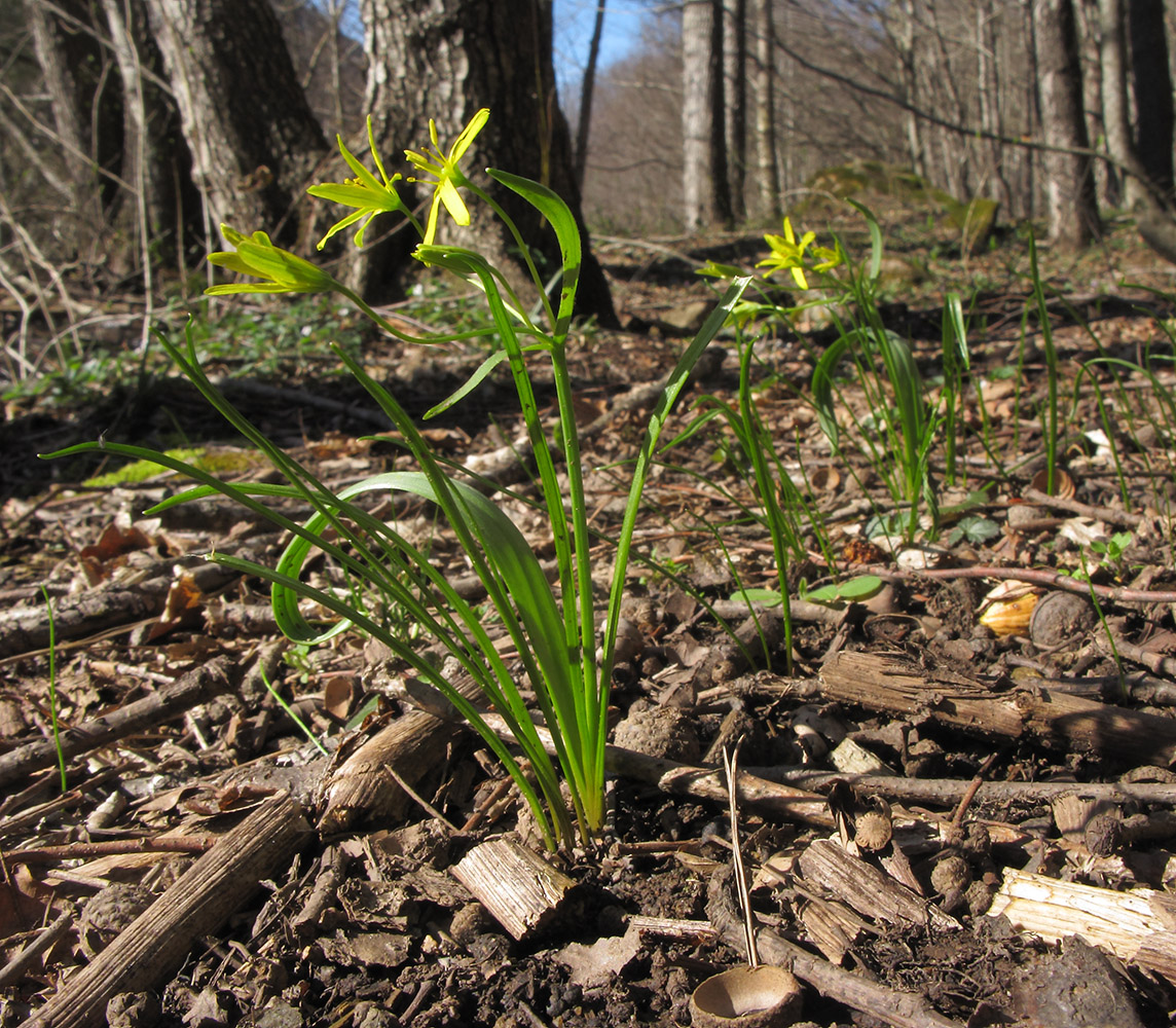 Image of Gagea lutea specimen.