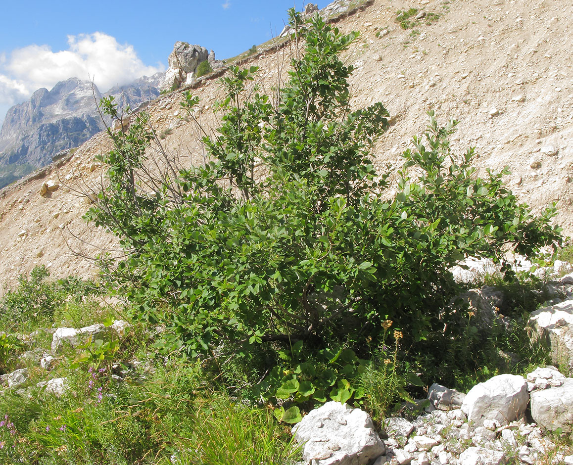 Image of Salix caprea specimen.