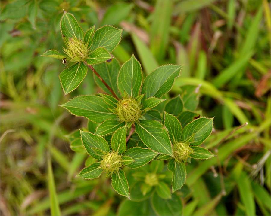 Изображение особи Atractylodes ovata.