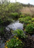 Caltha palustris