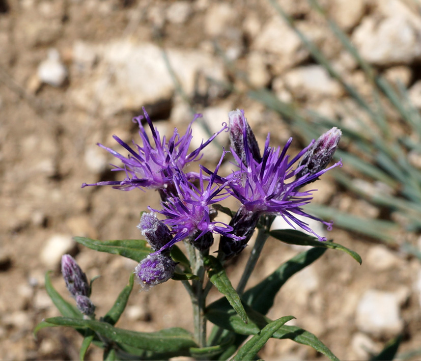 Image of Saussurea salicifolia specimen.