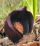 Image of taxon representative. Author is Ирина Никулина