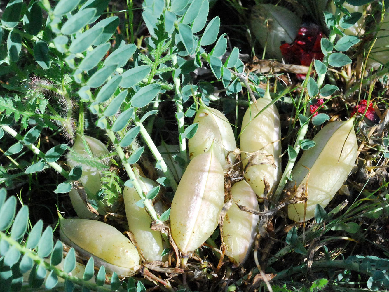 Image of Astragalus macronyx specimen.
