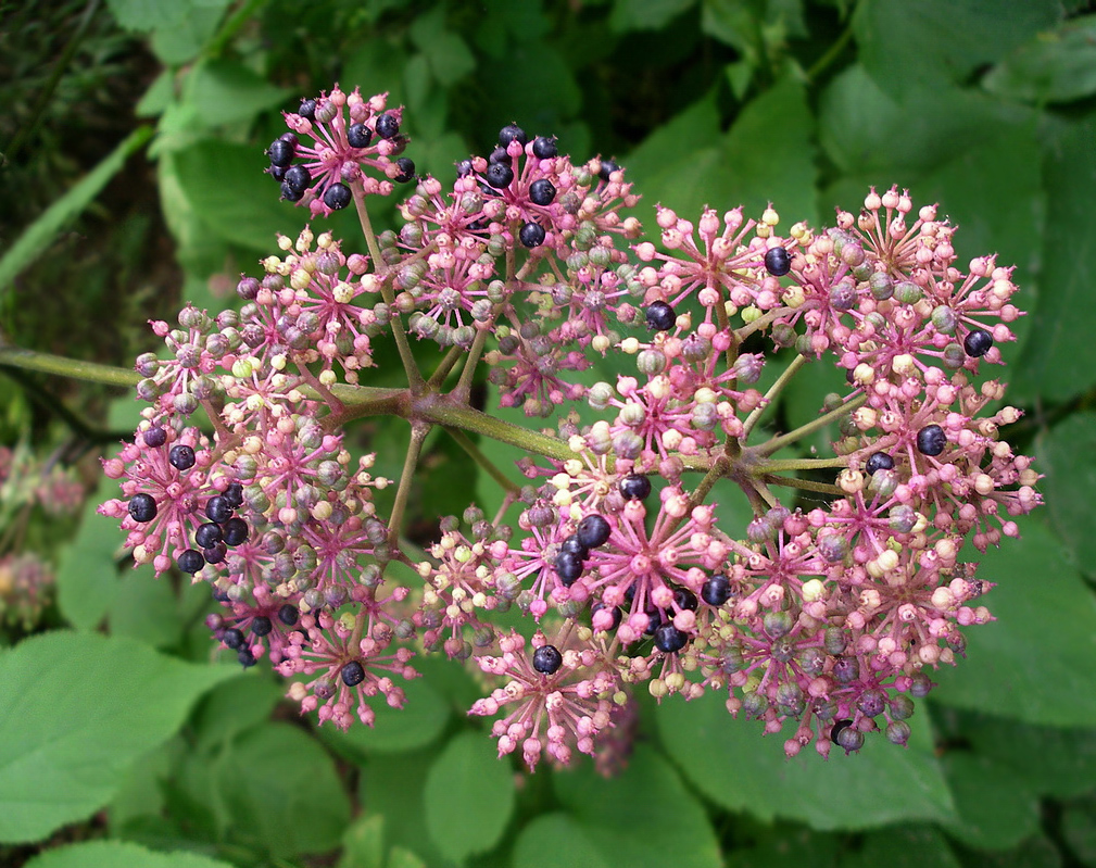 Изображение особи Aralia continentalis.