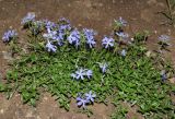 Phlox divaricata