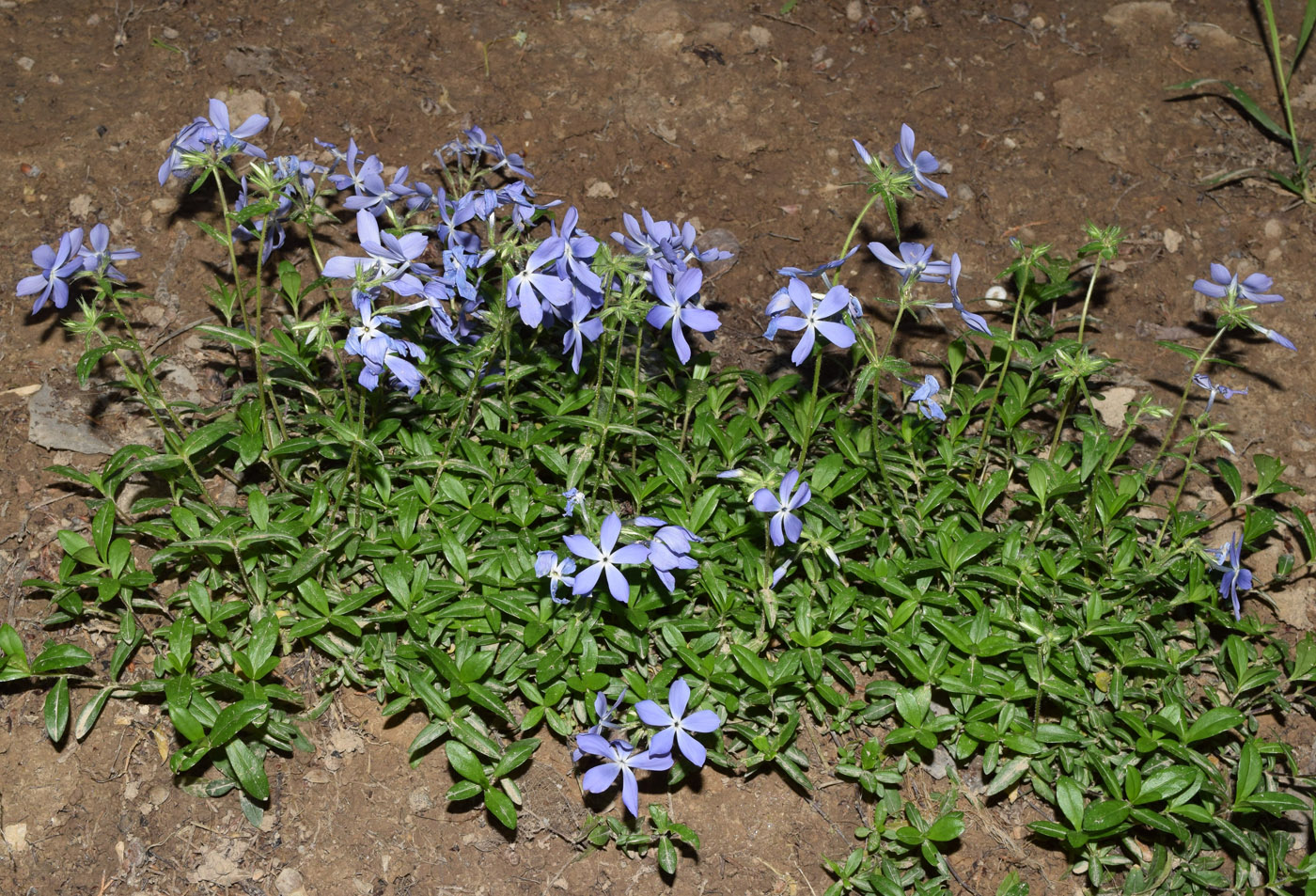 Изображение особи Phlox divaricata.