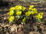 Eranthis hyemalis