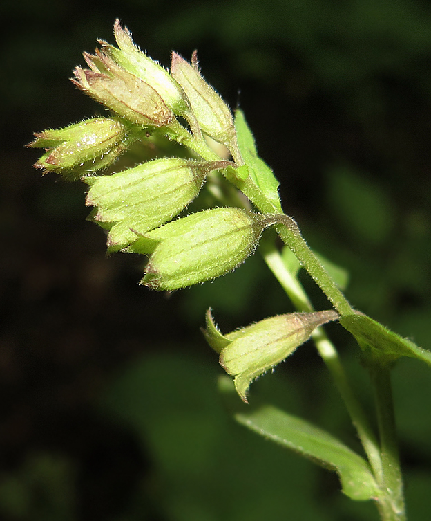 Image of Pulmonaria obscura specimen.