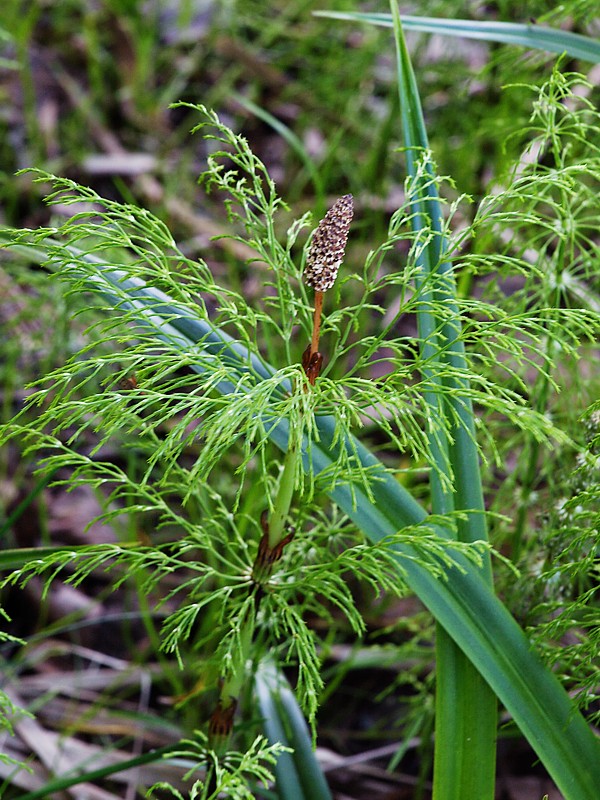Image of Equisetum sylvaticum specimen.