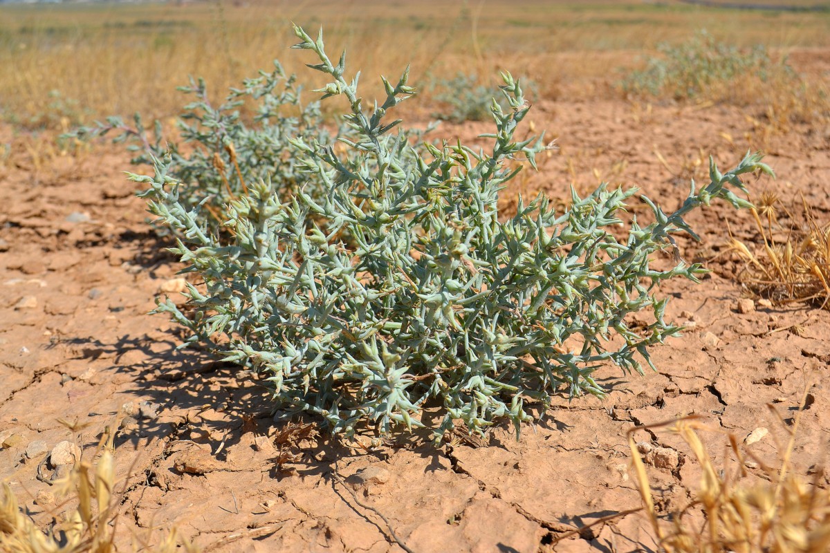 Image of Halimocnemis sclerosperma specimen.