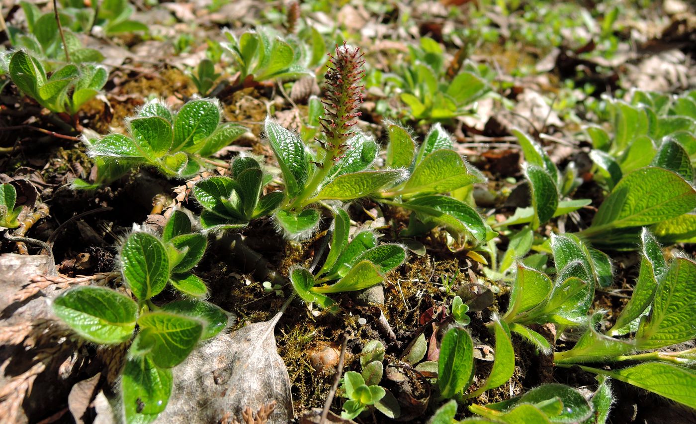 Image of Salix arctica specimen.