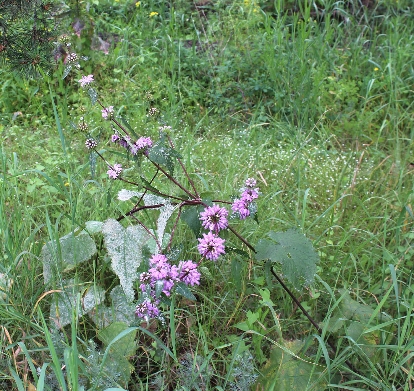 Image of Phlomoides tuberosa specimen.