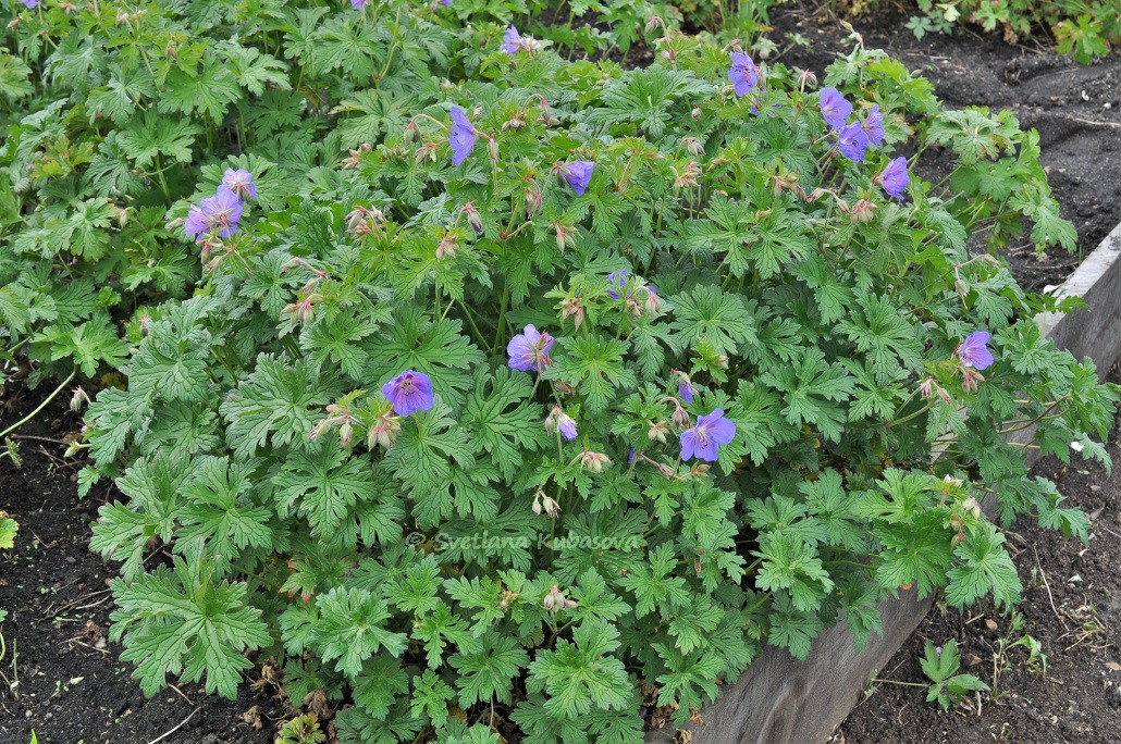 Изображение особи Geranium himalayense.