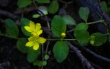 Lysimachia nummularia. Часть стебля с листьями и цветками. Пермский край, Оханский р-н, Тулумбаихинское сельское поселение, Кунчурихинский бор, влажный осинник. 02.07.2016.