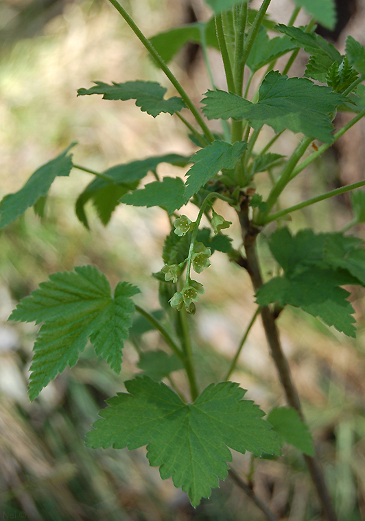 Image of Ribes hispidulum specimen.