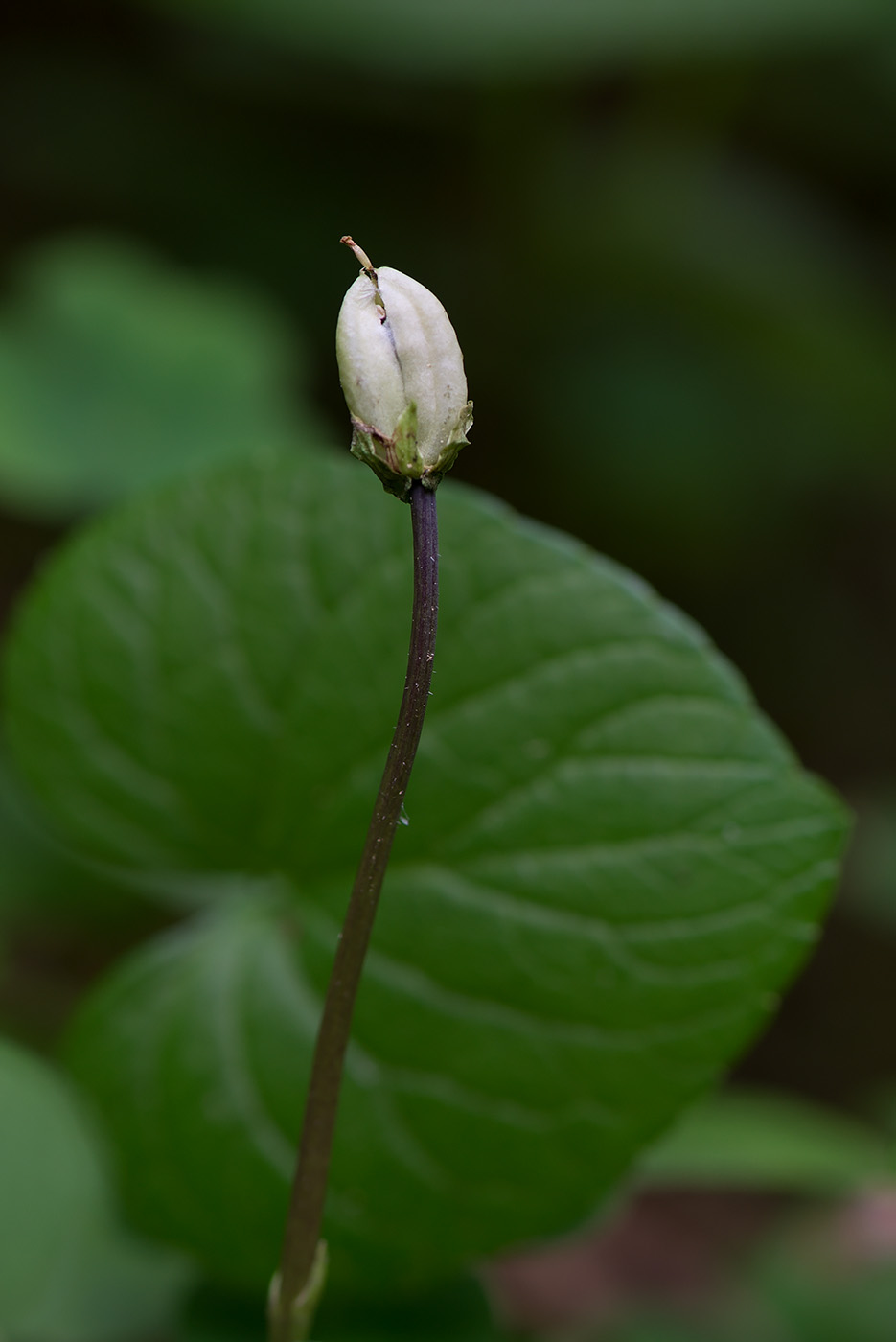 Изображение особи Viola epipsila.