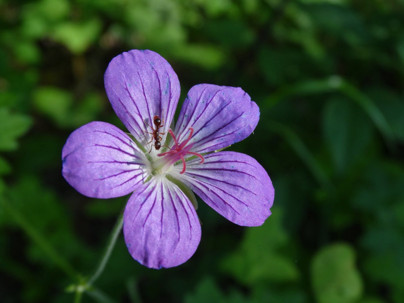 Изображение особи Geranium wlassovianum.