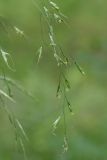 Festuca gigantea. Часть соцветия. Санкт-Петербург, Пушкинский р-н, Павловский парк, под деревьями. 14.07.2016.