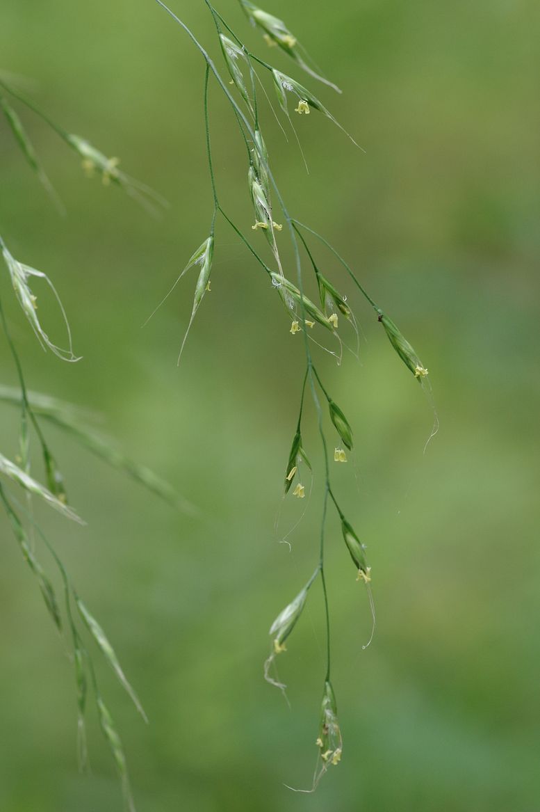 Изображение особи Festuca gigantea.