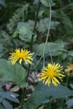 Crepis sibirica