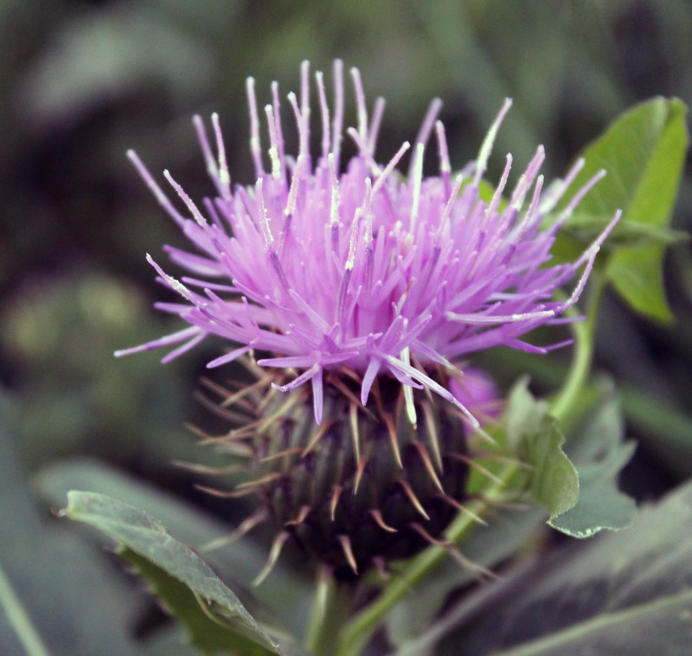 Image of Klasea caucasica specimen.