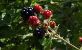 Rubus sanctus