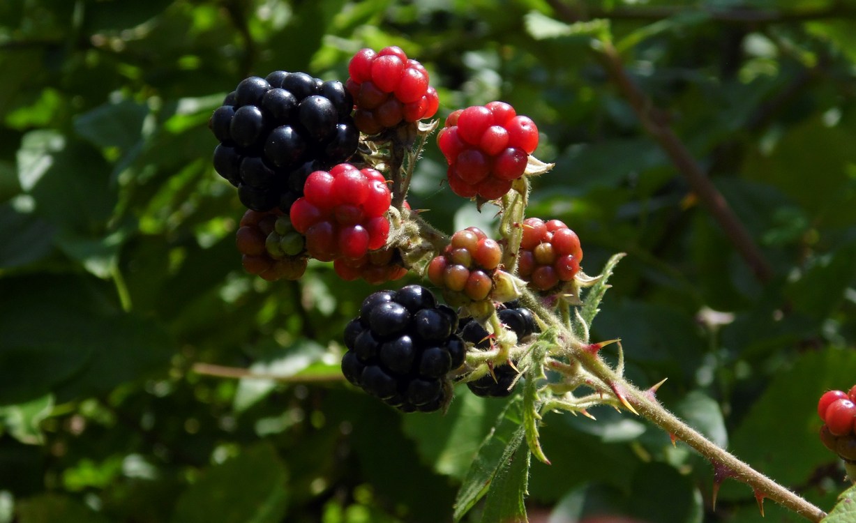 Image of Rubus sanctus specimen.