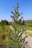 Echium vulgare. Верхушка цветущего растения. Кемеровская обл., Беловский р-н, окр. пос. Щебзавод, обочина грунтовой дороги. 06.08.2016.