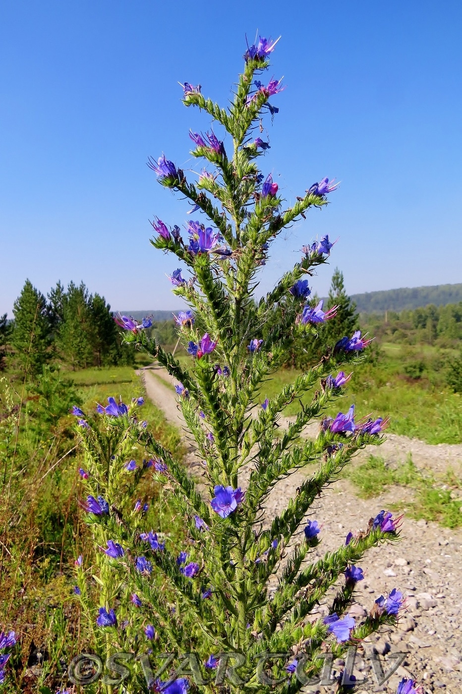 Изображение особи Echium vulgare.